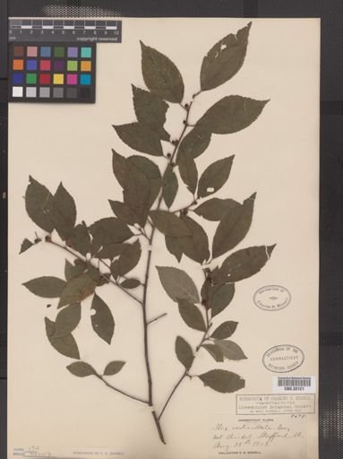 Ilex verticillata