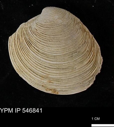 Venus mercenaria antiqua