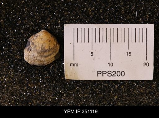Limopsis striatopunctatus