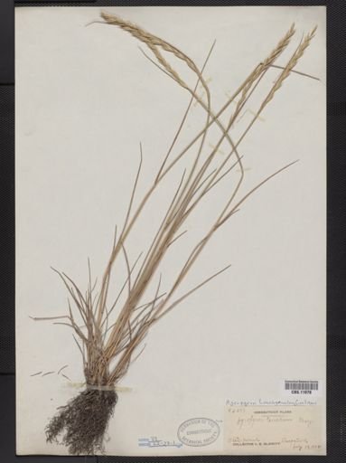 Elymus trachycaulus