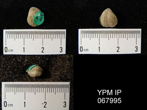 Rhynchospira formosa