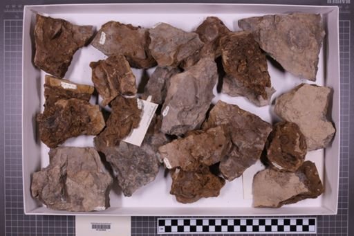 mixed taxa, stratigraphic collection