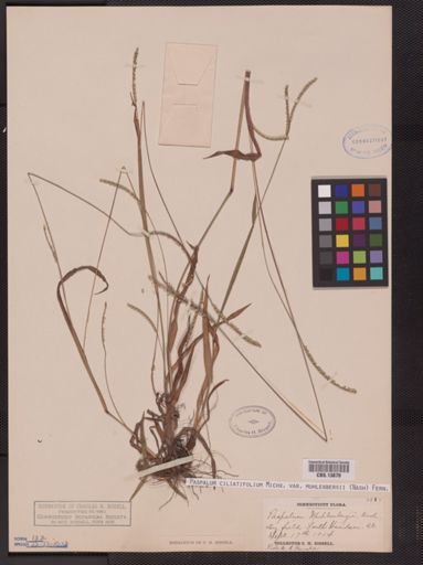 Paspalum ciliatifolium