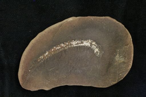 Euphoberia carri