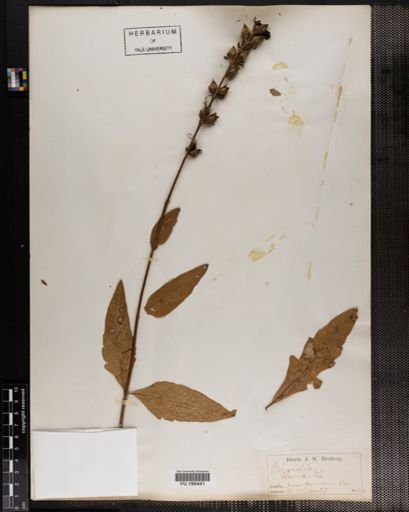 Plantae