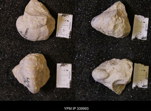 Gryphea washitaensis