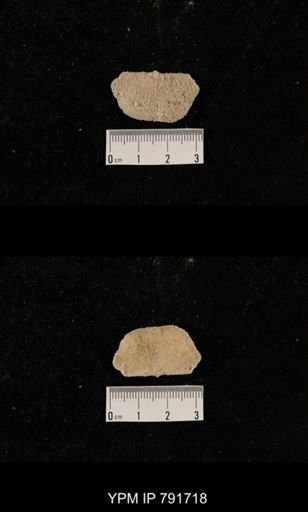 undet. Brachiopoda