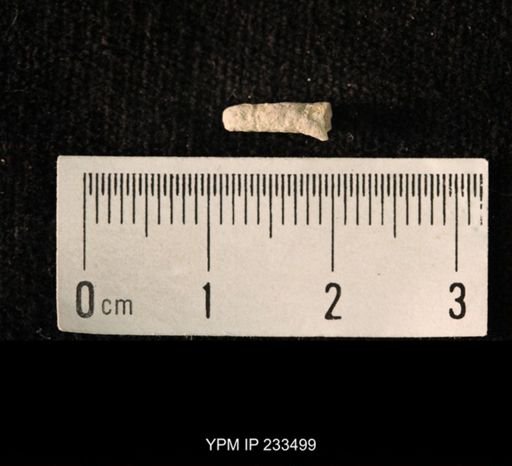 Archaeocidaris sp.