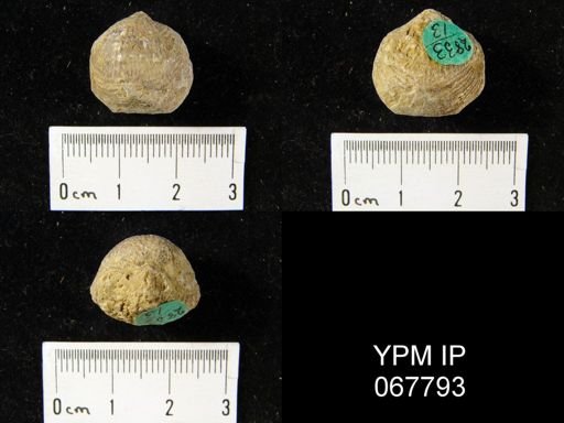 Atrypa