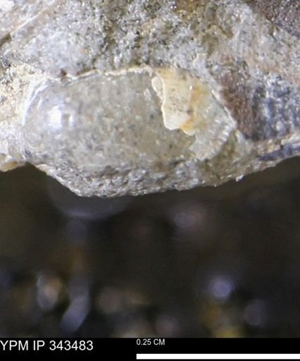 undet. Mollusca
