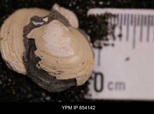 Limopsis striatopunctatus
