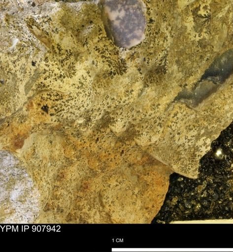 undet. Mollusca