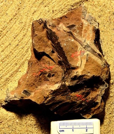 Neuropteris
