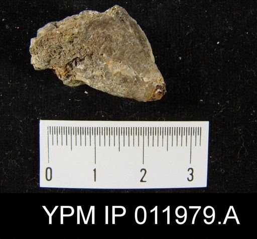 Richthofenia likharewi