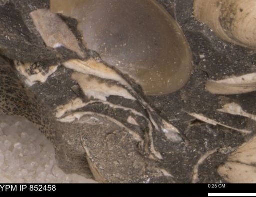 Limopsis striatopunctatus