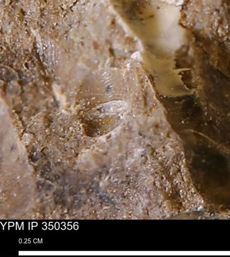 undet. Mollusca