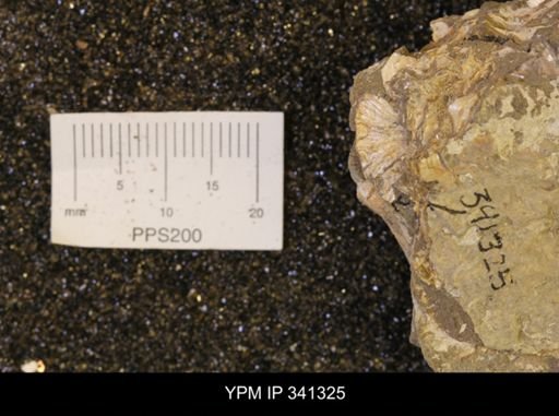Scaphites sp.