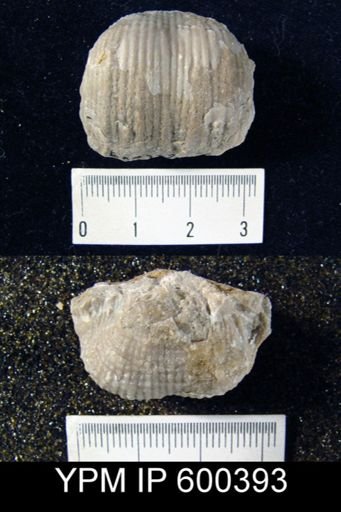 Productus costatus