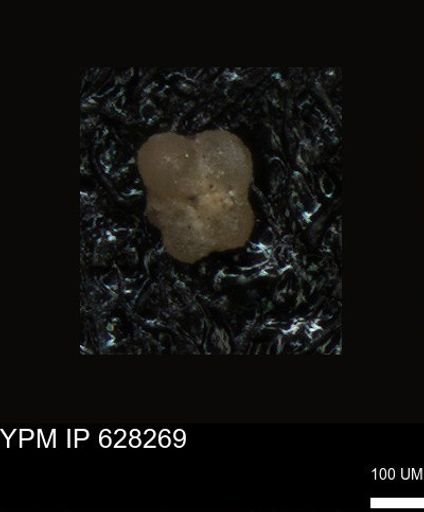 undet. Foraminiferida