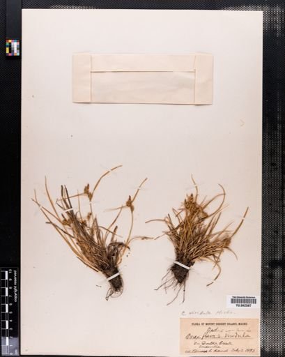 Carex viridula