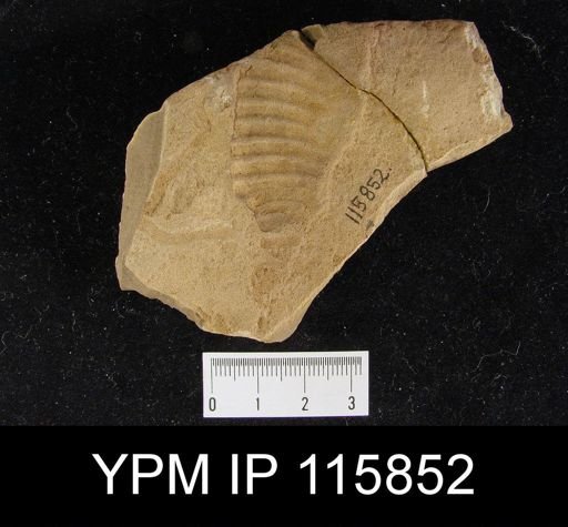Lyttonia nobilis americanus
