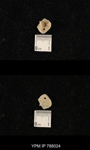 undet. Brachiopoda