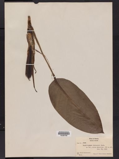 Plantae