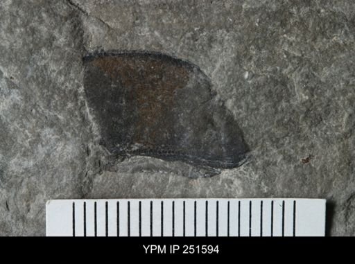 undet. Eurypterida