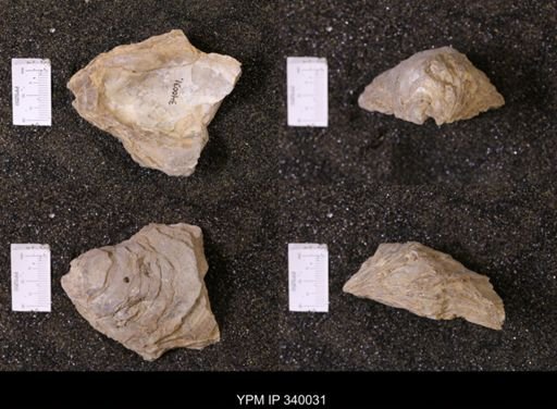 Ostrea glabra wyomingensis