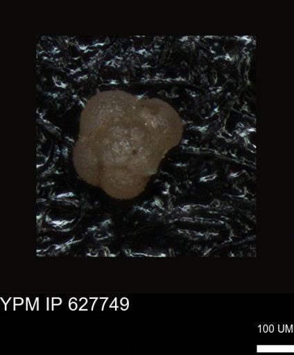 undet. Foraminiferida