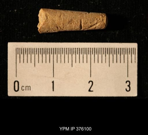 Pseudorthoceras knoxense