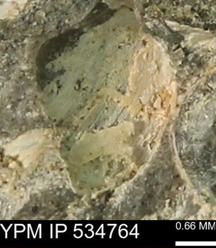 Protocardia subquadrata