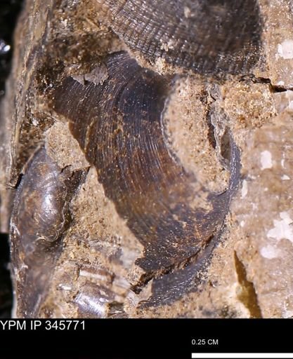 Limopsis striatopunctatus