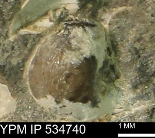 Protocardia subquadrata