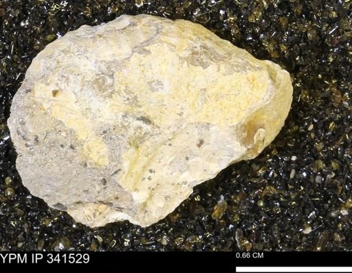 Scaphites sp.