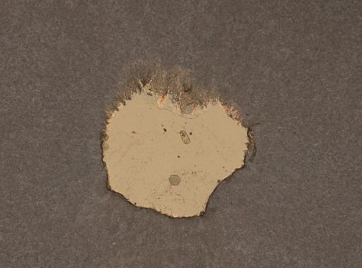 Trichocerca porcellus