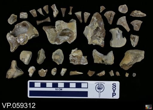 Clidastes sp.
