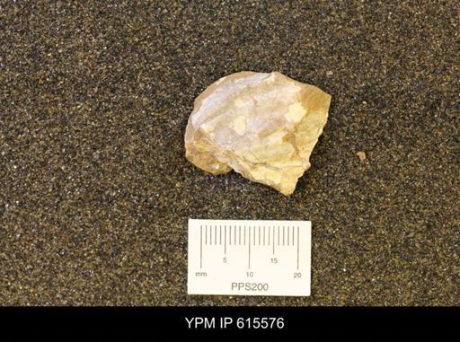 undet. Bivalvia