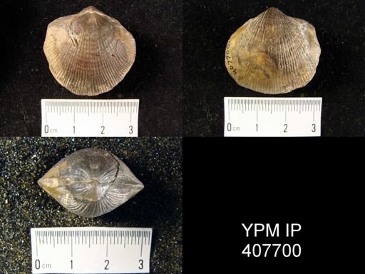 Atrypa sp.