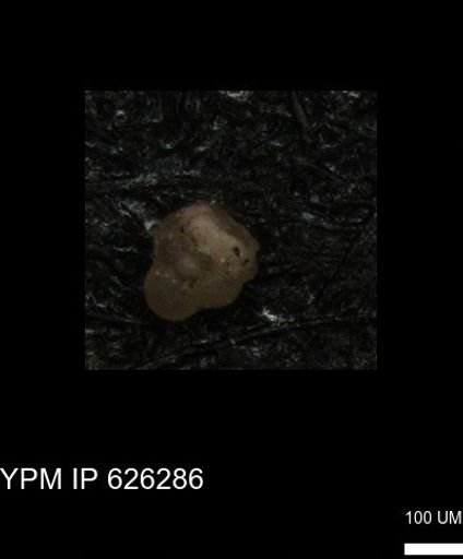 undet. Foraminiferida