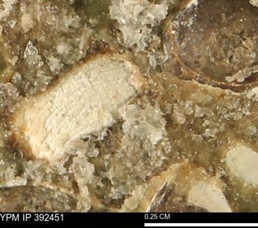 Protocardia subquadrata