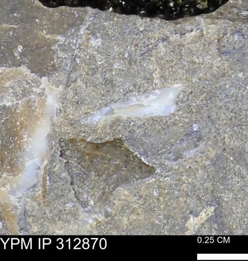 undet. Bivalvia