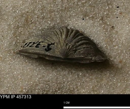 Stropheodonta erratica fissicosta