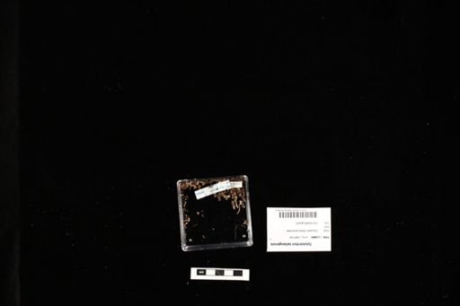 Tylototriton taliangensis