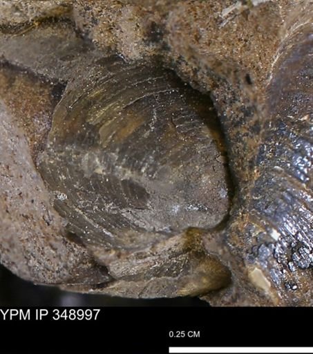 Limopsis striatopunctatus