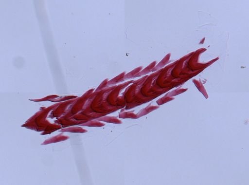 Flabellina verrucosa