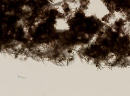 Neopetrosia carbonaria