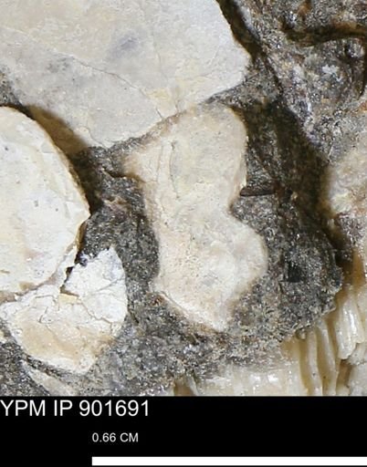 Inoceramus sp.