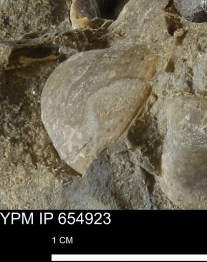 Protocardia sp.