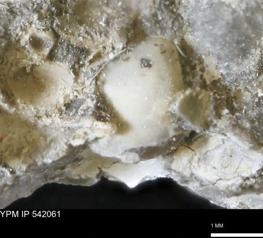 Corbulamella gregaria